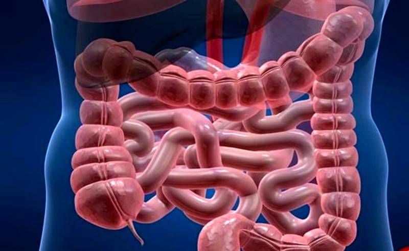 ۷ ماده غذایی موثر در پاکسازی روده بزرگ